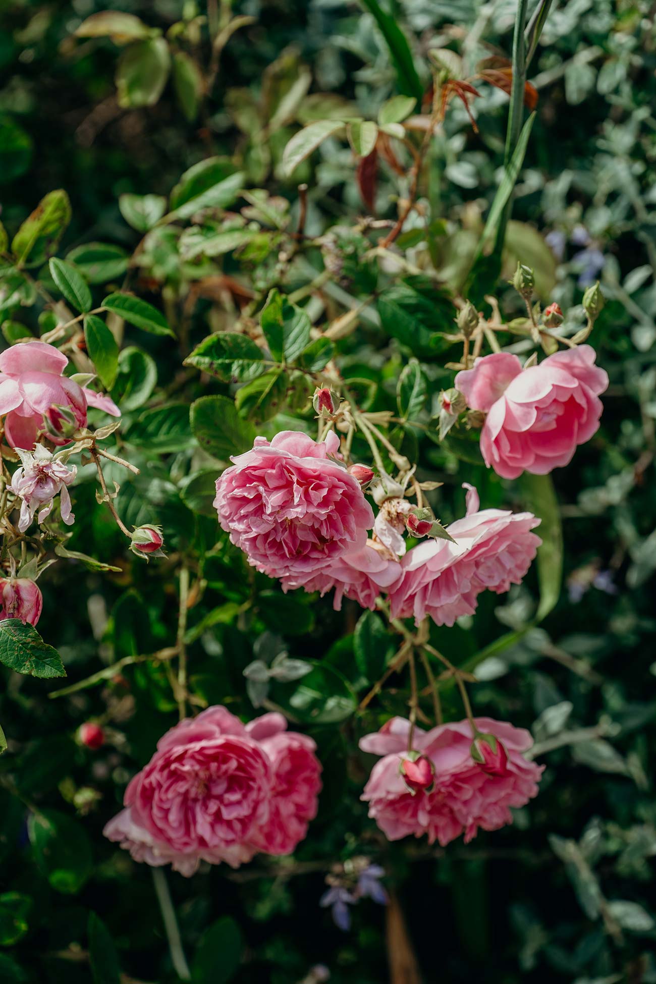 Pink rose wedding detail