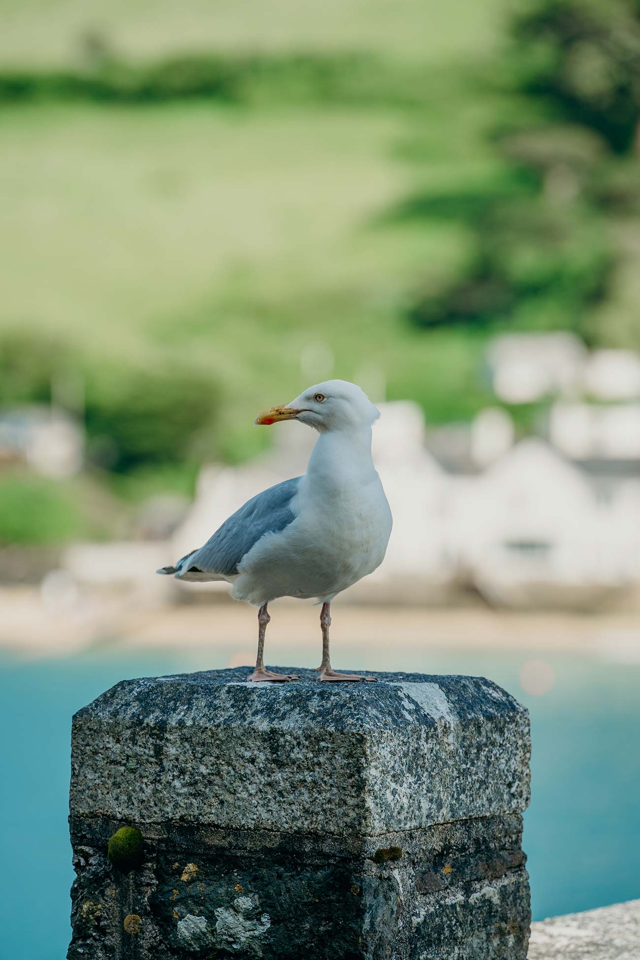 Seagull perched by Salcombe Estuary